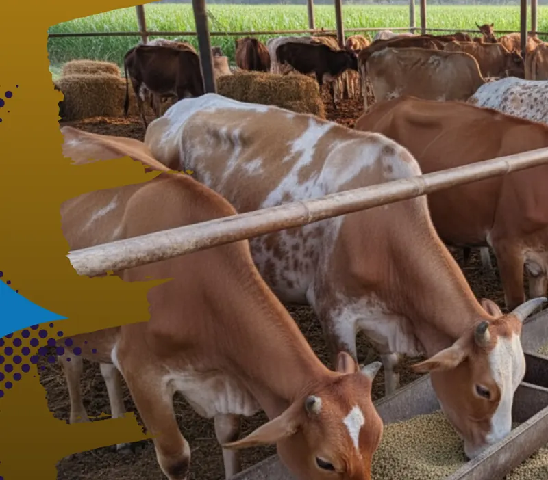 Cattle feeding at a trough