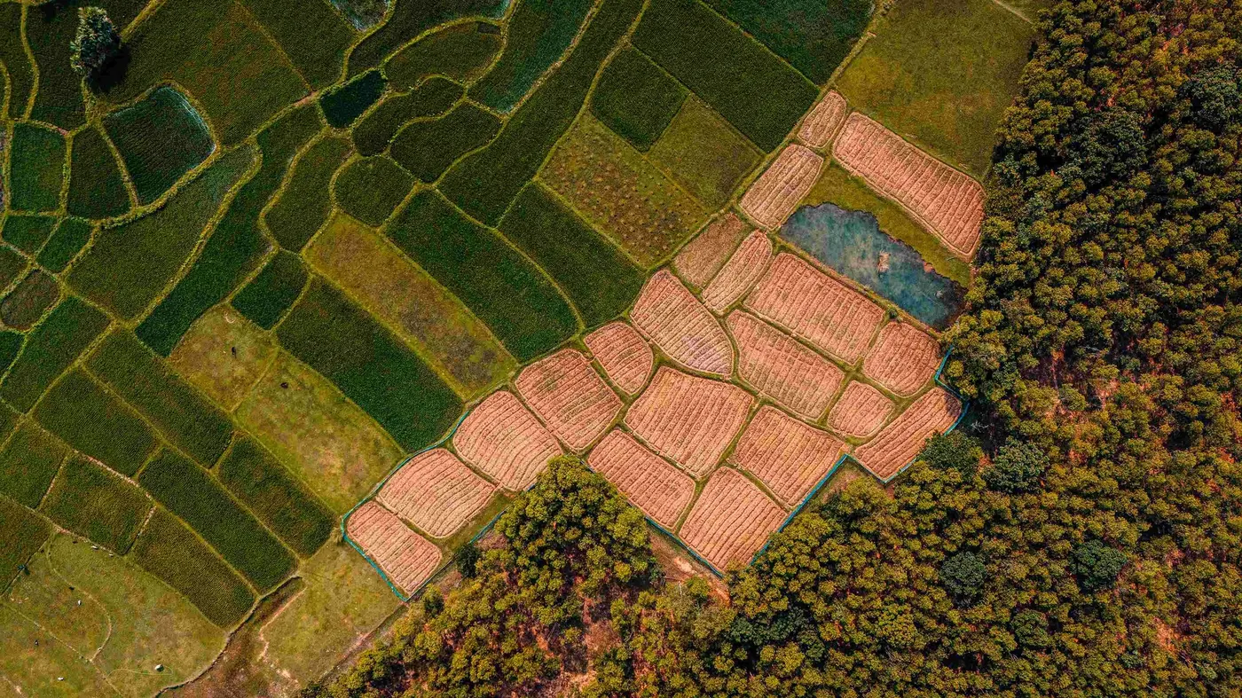 Aerial view of fodder plots at the farm