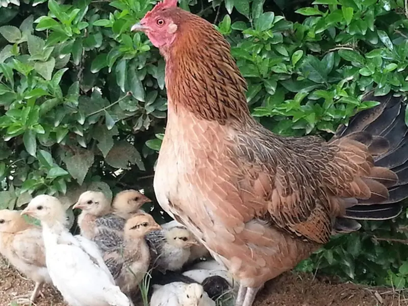 Desi Backyard Poultry – BYP (live)