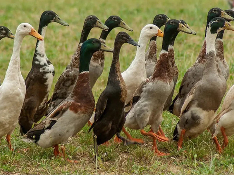 Ducks (live)