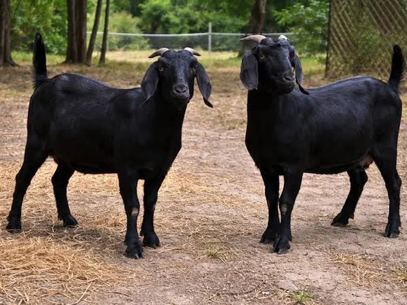 Goats – buck, doe and kid (live)