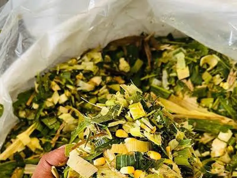 Prakriti Gold Maize / Corn Silage