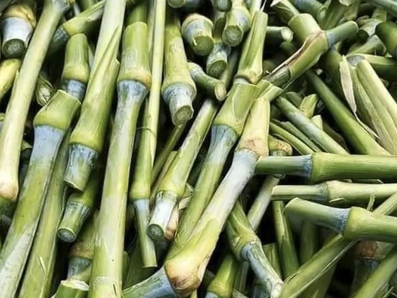 Super Napier Stumps – Pakchong variety (planting material)